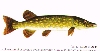 pieni hauki