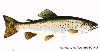 pieni kirjolohi