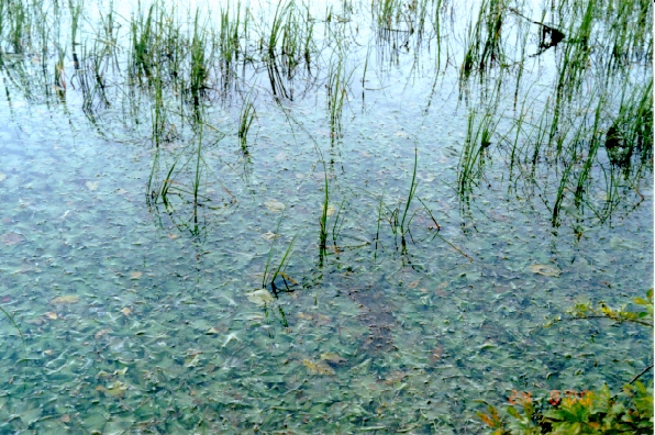 papinjkasvil.jpg (280524 bytes)
